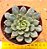 Echeveria swallow - Imagem 1