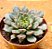 Echeveria swallow - Imagem 2