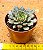 Echeveria swallow - Imagem 3
