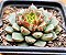 Echeveria swallow - Imagem 2