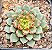 Echeveria swallow - Imagem 1