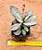 Kalanchoe humilis - Imagem 1
