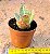 Kalanchoe humilis - Imagem 3