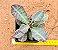 Kalanchoe humilis - Imagem 3