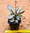 Kalanchoe humilis - Imagem 2