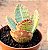 Kalanchoe humilis - Imagem 1