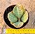 Kalanchoe humilis - Imagem 2
