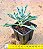 Senecio Kleiniiformis - Imagem 1