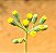 Senecio Kleiniiformis - Imagem 4