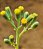 Senecio Kleiniiformis - Imagem 5