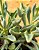 Senecio Kleiniiformis - Imagem 3
