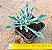 Senecio Kleiniiformis - Imagem 3
