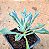 Senecio Kleiniiformis - Imagem 4