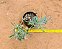 Senecio Kleiniiformis - Imagem 3