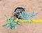 Senecio Kleiniiformis - Imagem 2