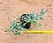 Senecio Kleiniiformis - Imagem 1