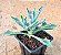 Senecio Kleiniiformis - Imagem 2