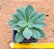 Calandrinia spectabilis shinine pink - Imagem 1
