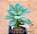 Calandrinia spectabilis shinine pink - Imagem 2