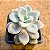 Graptopetalum ellen - Imagem 1