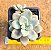 Graptopetalum ellen - Imagem 2