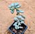 Graptopetalum ellen - Imagem 2