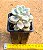 Graptopetalum ellen - Imagem 3
