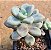 Graptopetalum ellen - Imagem 4