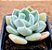 Echeveria pulvinata frost - Imagem 2