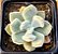 Echeveria pulvinata frost - Imagem 1