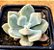 Echeveria pulvinata frost - Imagem 2
