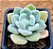Echeveria pulvinata frost - Imagem 1