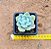 Echeveria pulvinata frost - Imagem 3