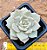 graptoveria titubans - Imagem 1