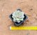 graptoveria titubans - Imagem 3