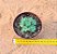 Rhodiola pachyclados - Imagem 3
