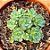 Rhodiola pachyclados - Imagem 1