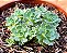 Rhodiola pachyclados - Imagem 2
