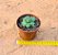 Rhodiola pachyclados - Imagem 4
