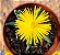 Rombophyllum dolabriformes - Imagem 2
