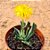 Rombophyllum dolabriformes - Imagem 1