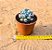Echeveria pig nose - Imagem 4