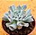 Echeveria pig nose - Imagem 1
