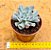 Echeveria pig nose - Imagem 3