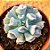 Echeveria pig nose - Imagem 1