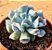 Echeveria pig nose - Imagem 2