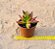 Crassula fusca - Imagem 3