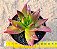 Crassula fusca - Imagem 2