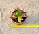 Crassula fusca - Imagem 4