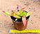 Crassula fusca - Imagem 2